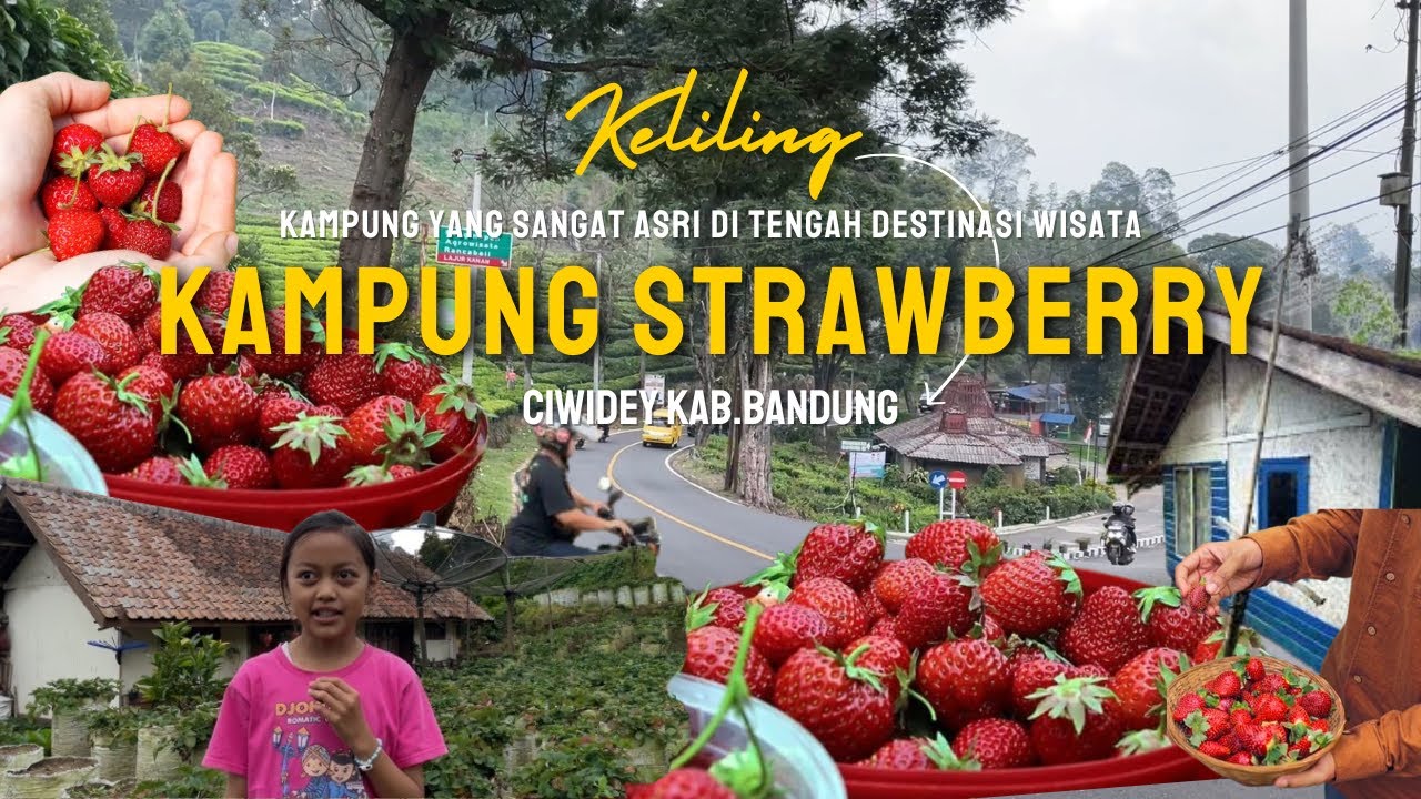 Mengejutkan Ada Kampung Strawberry Yang Masih Asri Di Tengah Keramian Tempat Wisata Ciwidey Bandung