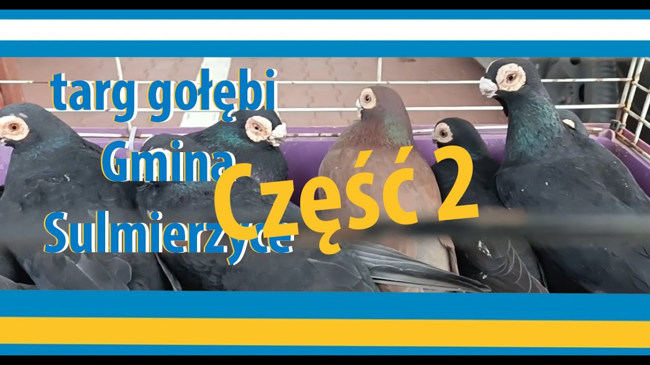 cz.2 Targ Sulmierzyce - relacja tylko gołębie i grochówka. pigeons, 