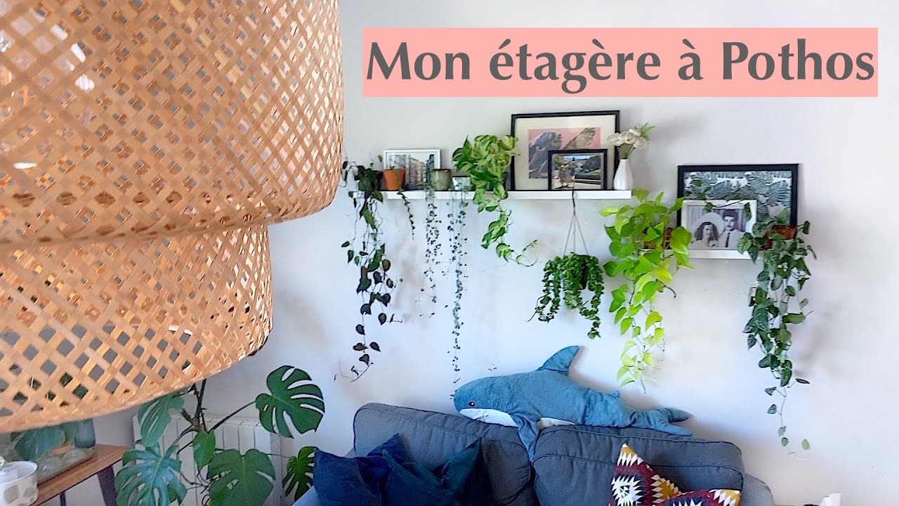 Végétaliser son intérieur : Un tour de ma plantagère suspendue à Pothos