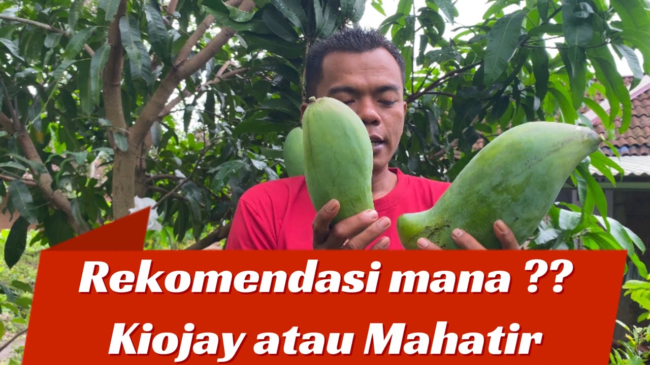 Mangga Kiojay dan Mahatir Rekomendasi Mana ??? #manggakiojay