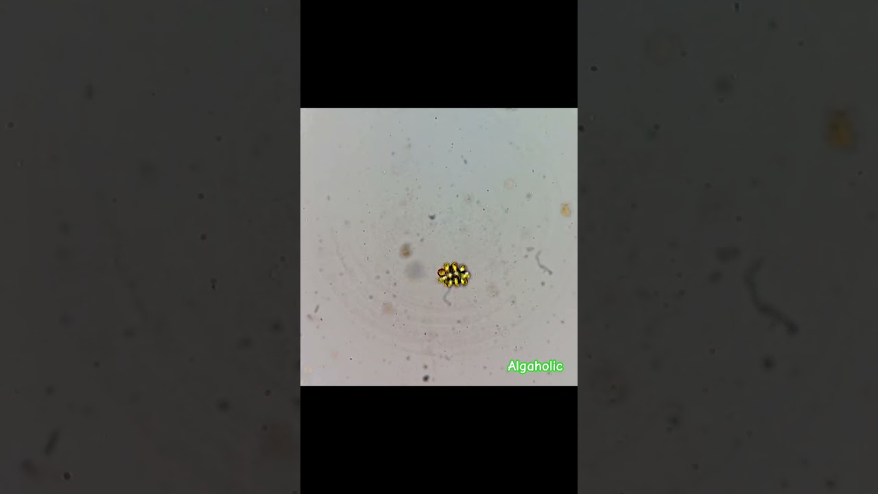 Synura sp., a Chrysophyte. From freshwater. #Synura #microalgae #algae #Plankton #microscope