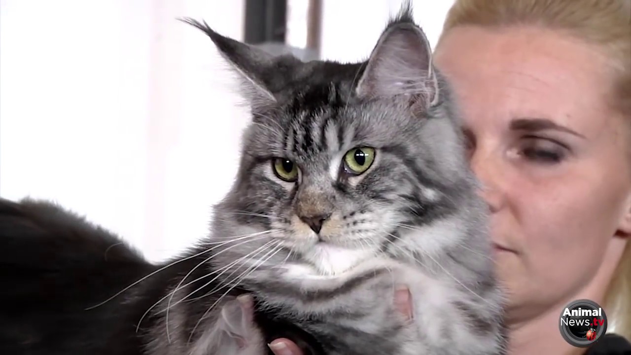 FIFe World Cat Show 2017 - Nominations Category 2