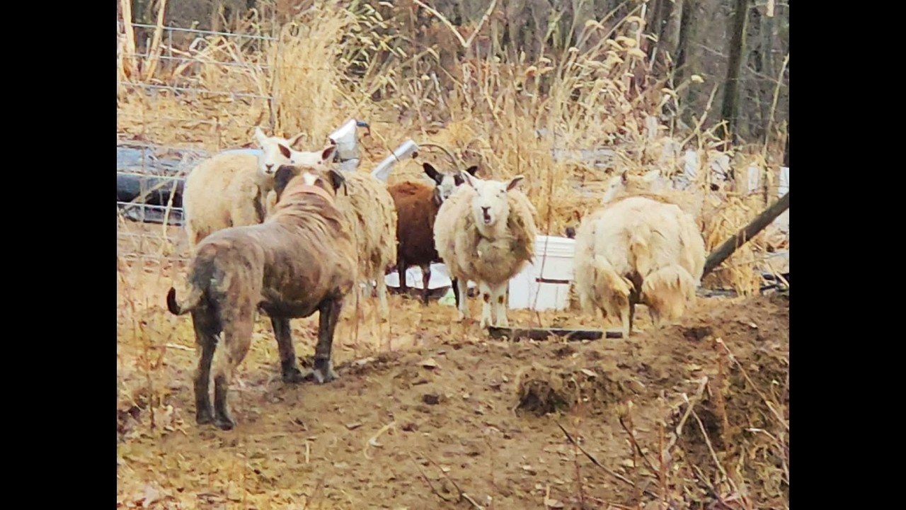TOUGH Alapaha Blue Blood Bulldog.  NO Sheep in The Geese Feed Zone!