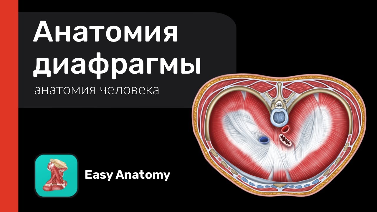 Анатомия диафрагмы