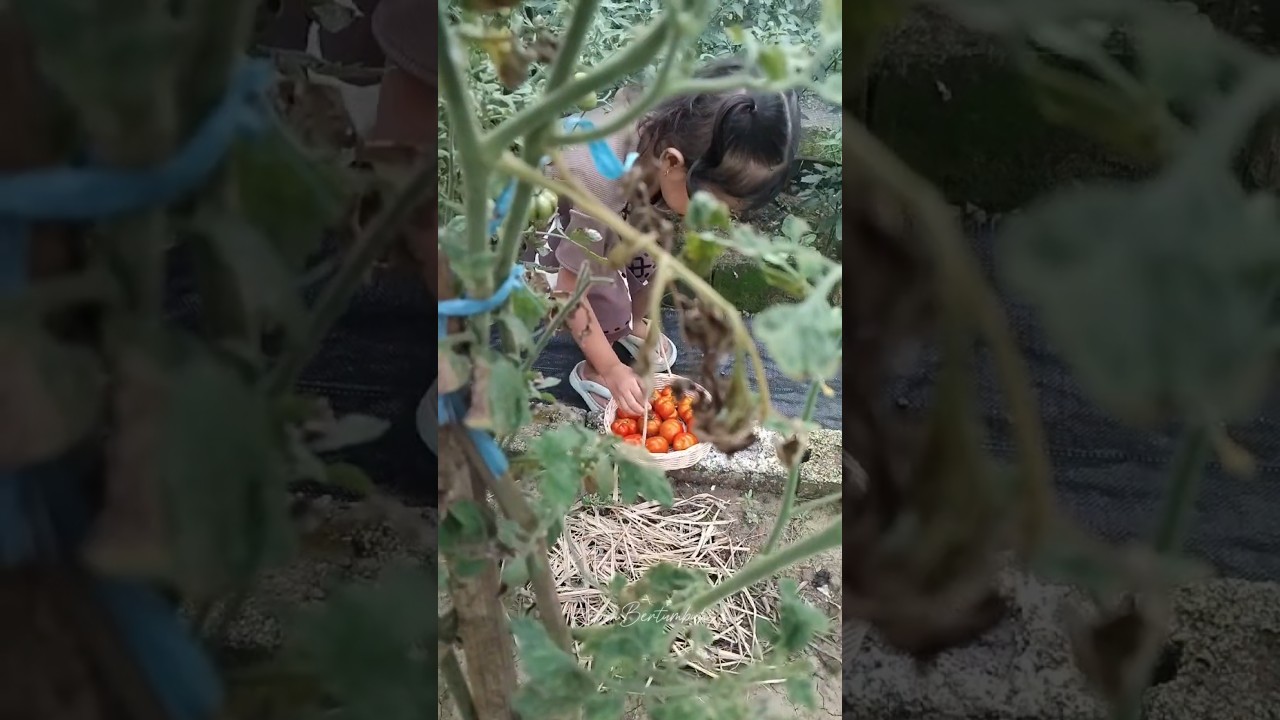 petik tomat mawar di kebun mini 