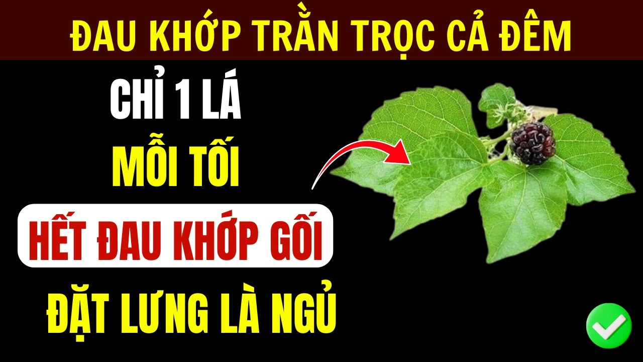 5 Loại Lá Này Trị Đau Khớp Gối, Mất Ngủ Cho Người Cao Tuổi – Dứt Điểm Tê Bì