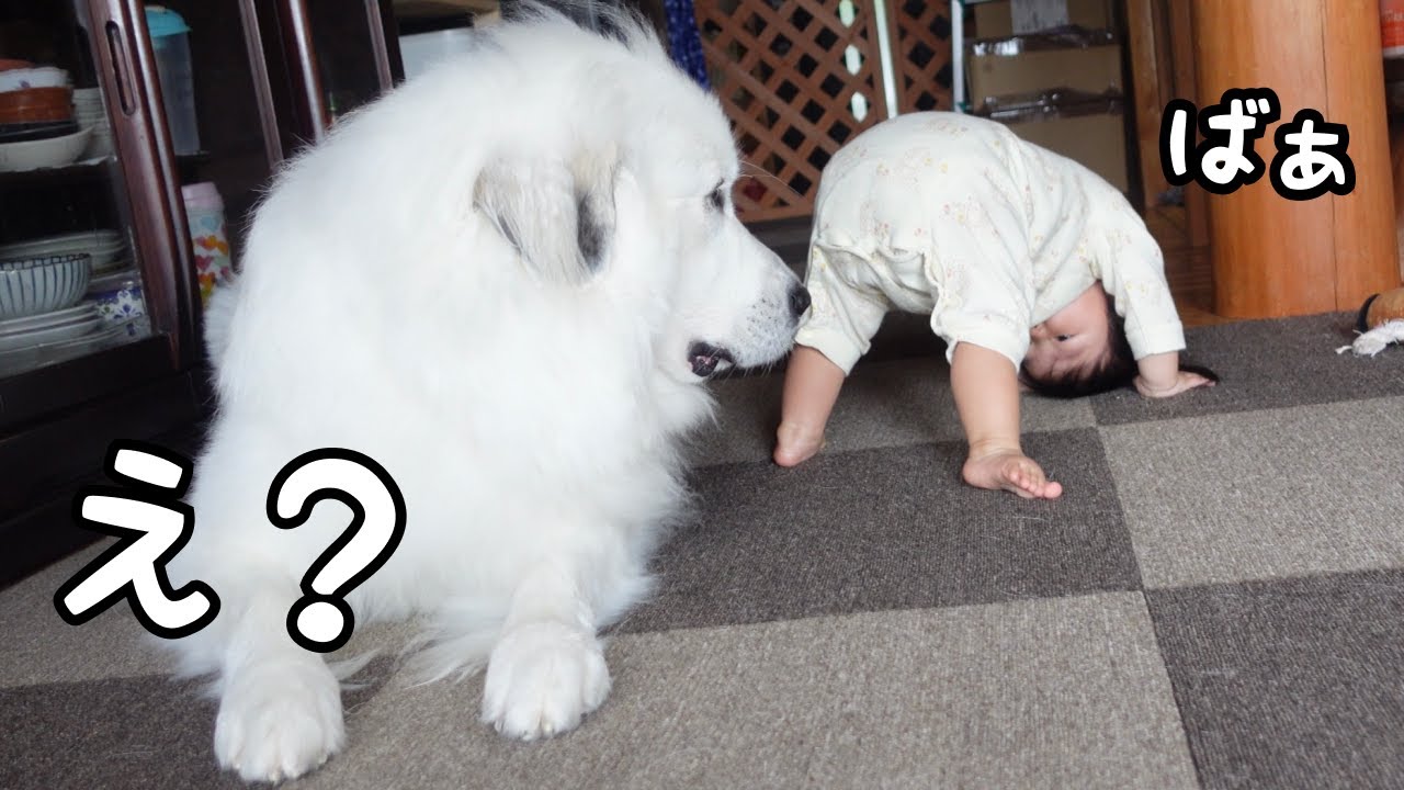 【爆笑】後ろを振り返ったら妹が変なポーズをしてた時の超大型犬の反応がw｜グレートピレニーズ