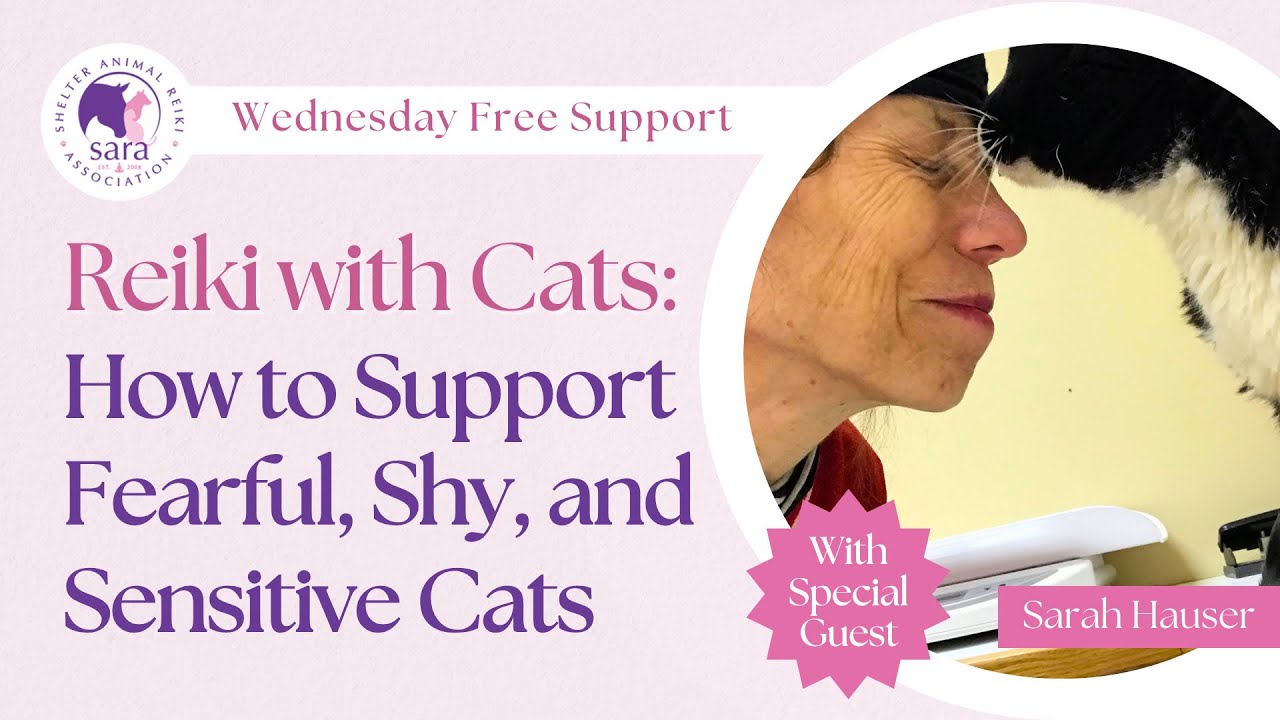 Reiki with Cats: How to Support Fearful, Shy, and Sensitive Cats