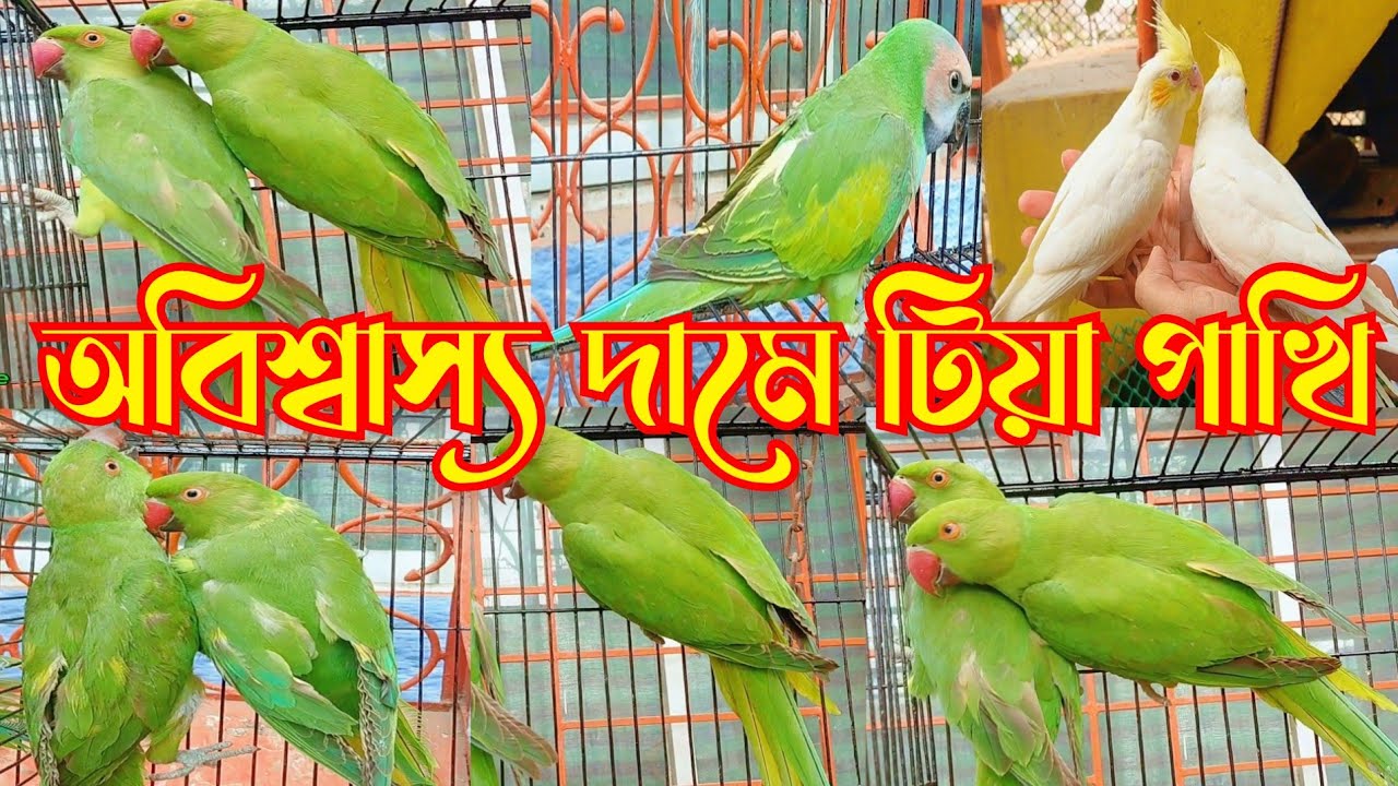 অবিশ্বাস্য দামে টিয়া পাখি || Tiya Pakhir dam || parrot price in Bangladesh 