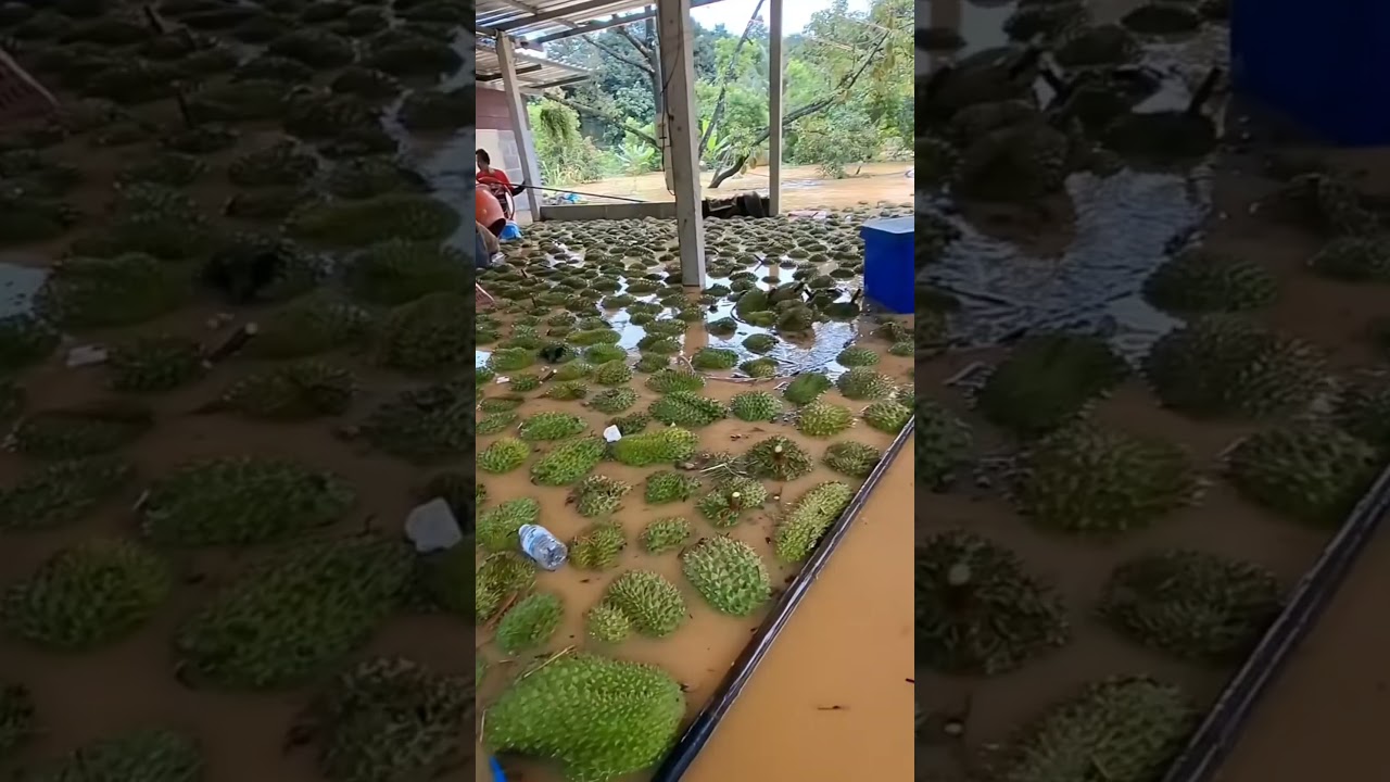2 hektar lebih kebun durian ini terendam banjir #shorts