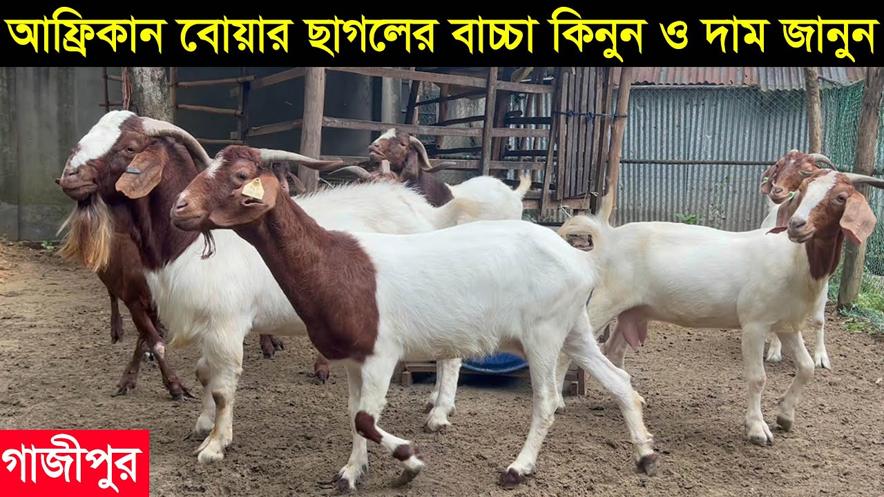 গাজীপুরের ফরিদ ভাই আফ্রিকান বোয়ার ছাগল পালন করে সফল মাসে আয় ৫০ হাজার টাকা জানুন বিস্তারিত