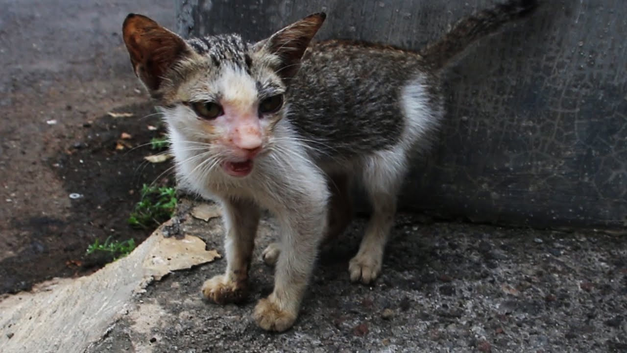 Poor stray kitten lost mother cat