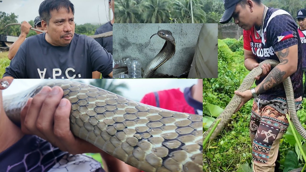 DAMBUHALANG KING COBRA | BLACK COBRA NAKITA SA CCTV