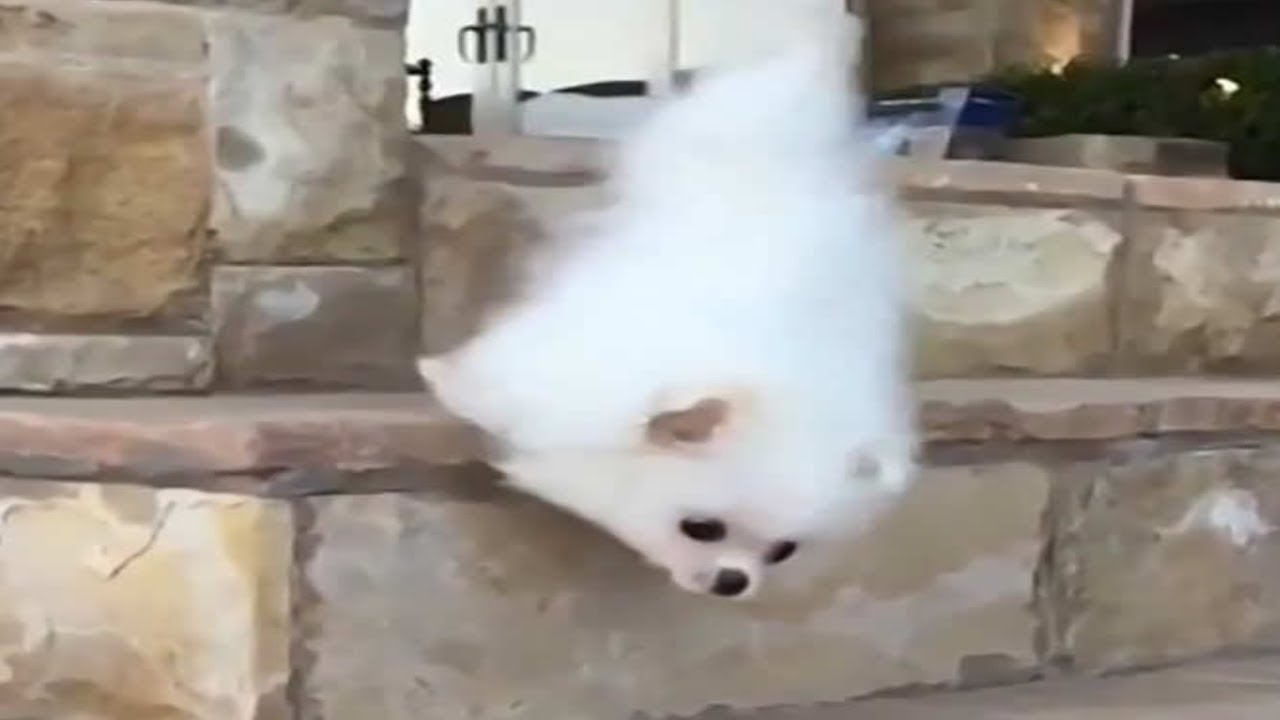⯈CUTE & FUNNY: PUPPIES Falling Down Stairs COMPILATION HD