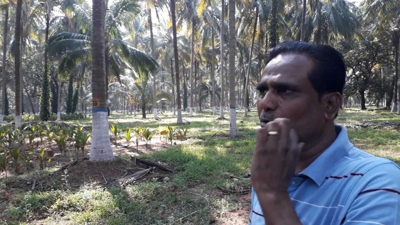 Coconut farming in chhattisgarh Kondagaon
