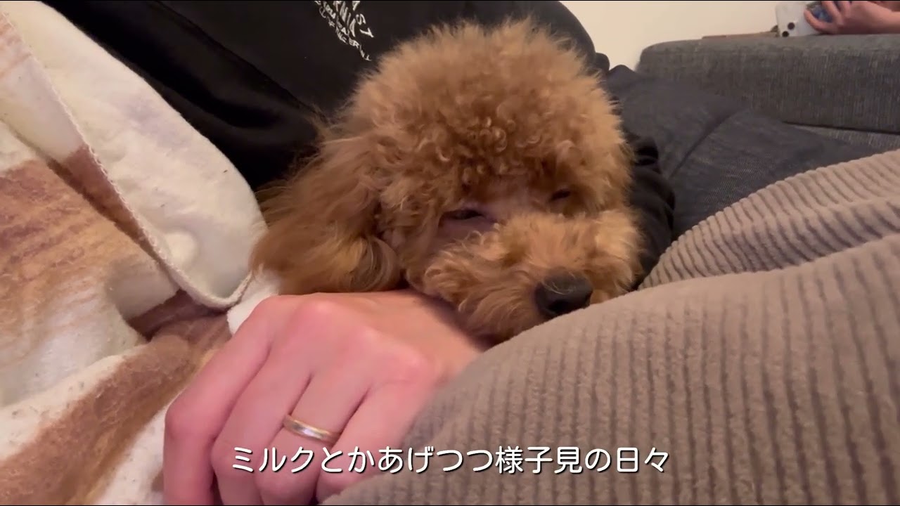 子犬が来てからの１週間