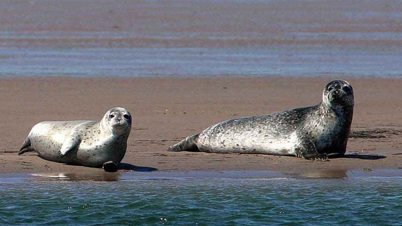 Grandeur Nature - La baie de somme - Documentaire Animalier