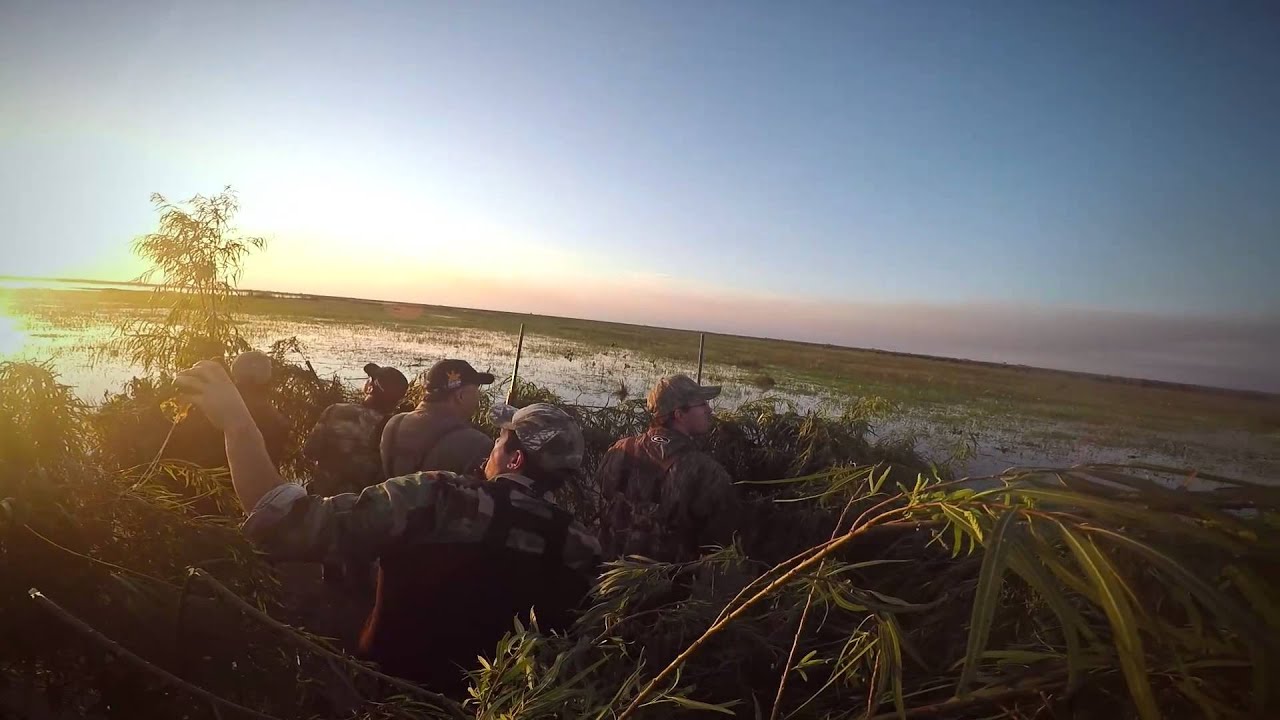 Millon ducks in Argentina with Pointer Wingshooting