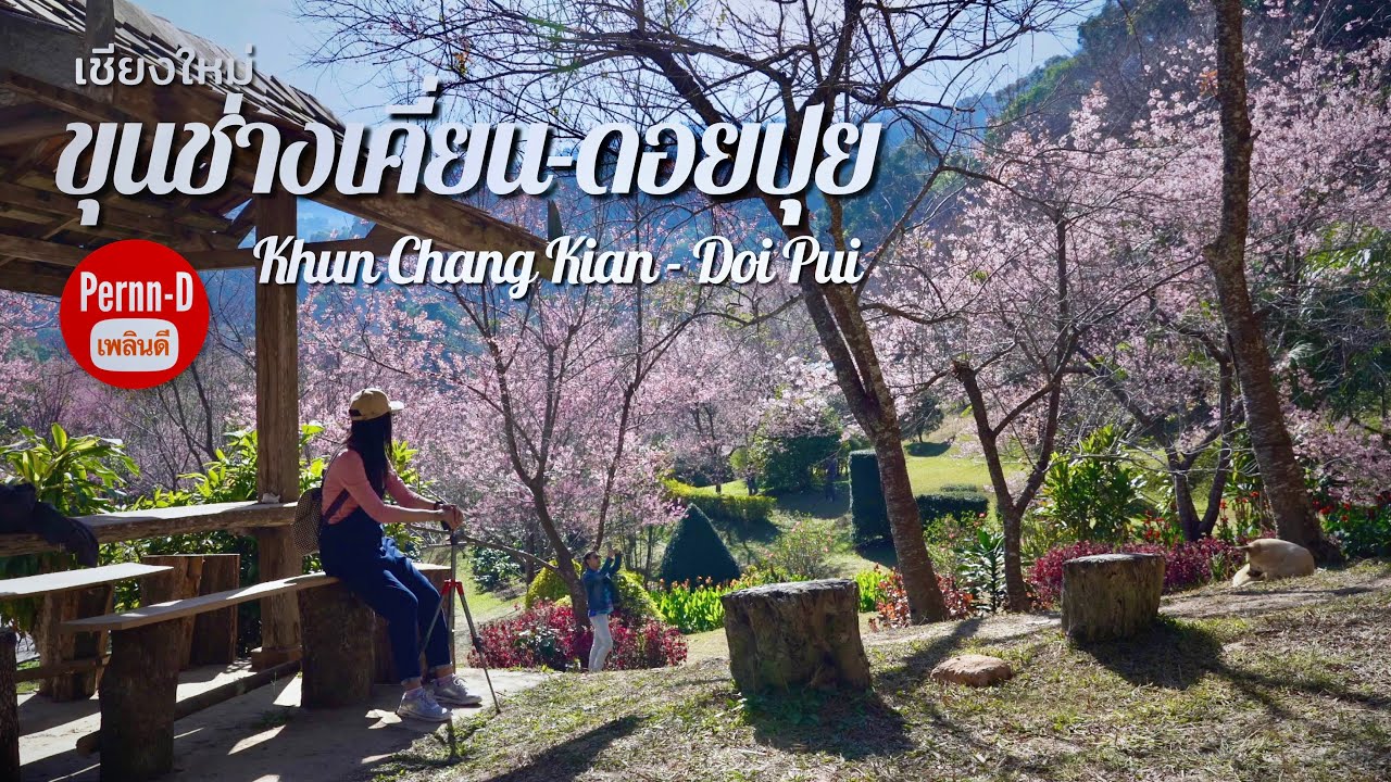 ขุนช่างเคี่ยน ดอยปุย กางเต็นท์ชมซากุระ (Doi Pui-Khun Chang Kian)