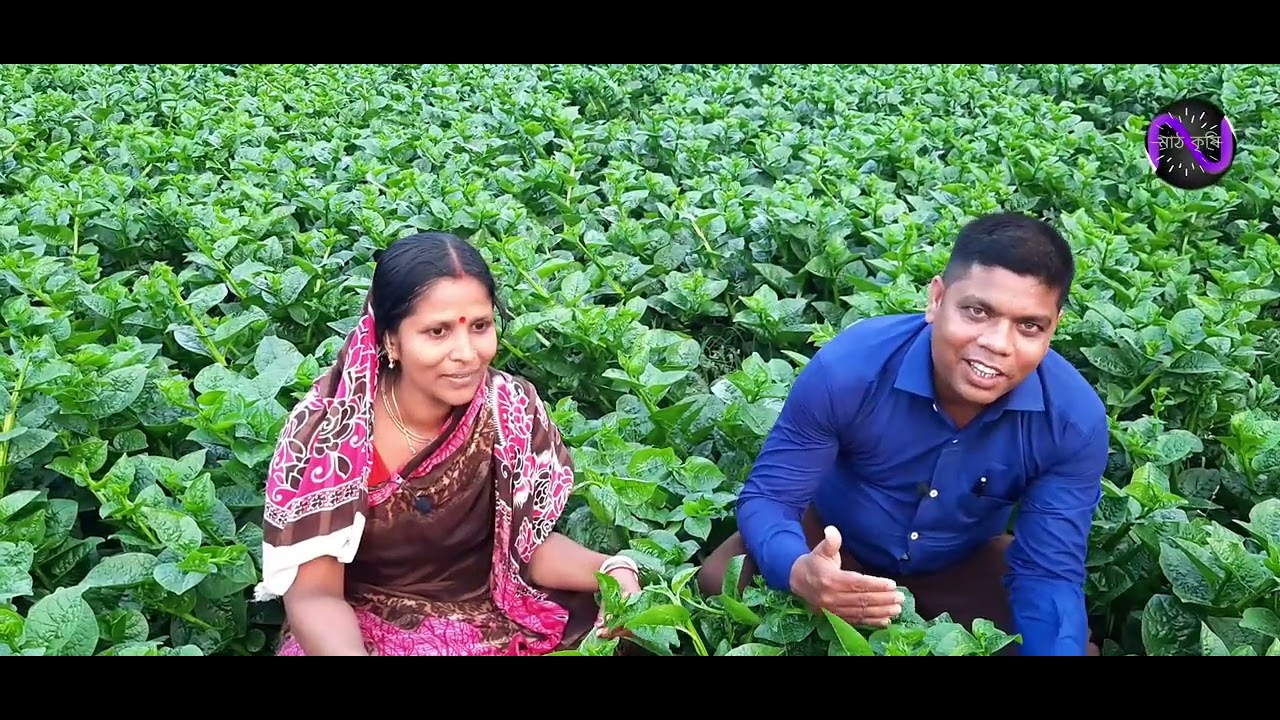আধুনিক পদ্ধতিতে পুইশাক চাষ। আগাম পুইশাক চাষ, দ্বিগুন লাভ। Malabar spinach production.