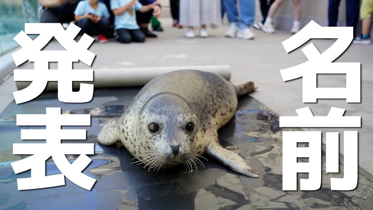 【ライブ配信】ゴマフアザラシの赤ちゃん　命名式