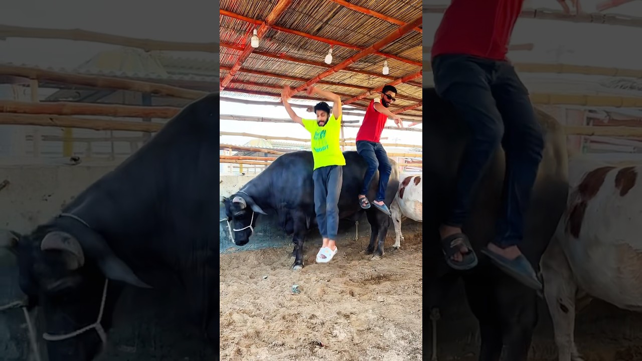 Bull Ride😱  #trending #shorts #funny #mishkatkhan #cow #mandi #bull