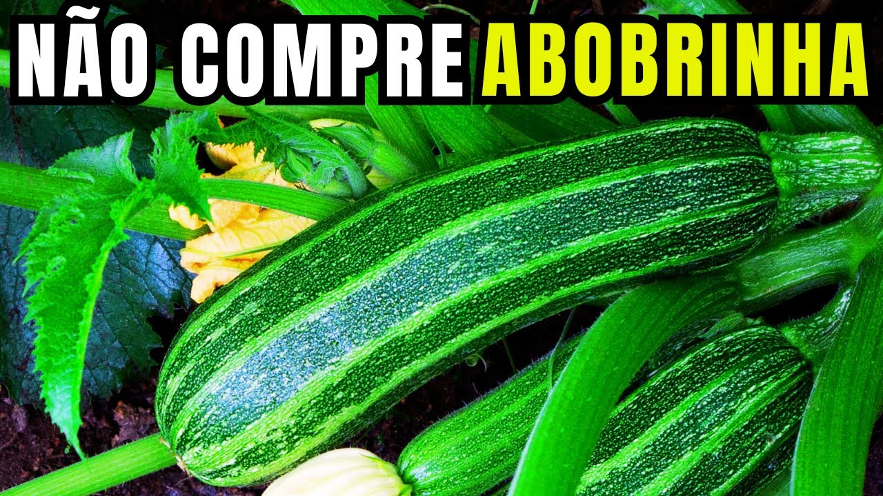 Como plantar Abobrinha em casa: Melhor forma de platnar abobrinha