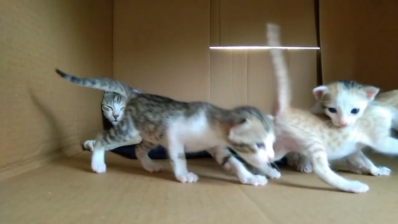 Purr-fect moments caught on camera #kittens #cat #cute #pets 