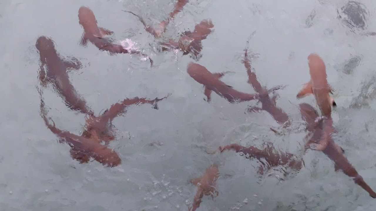 Baby sharks in Bahia Tomini