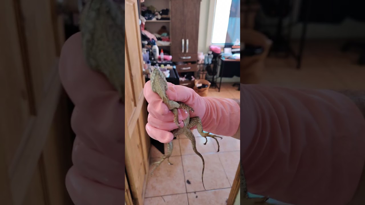 Iguana metida dentro de servicio sanitario. 