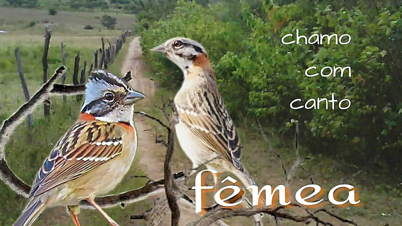  fêmea chamando e macheando com canto de tico-tico