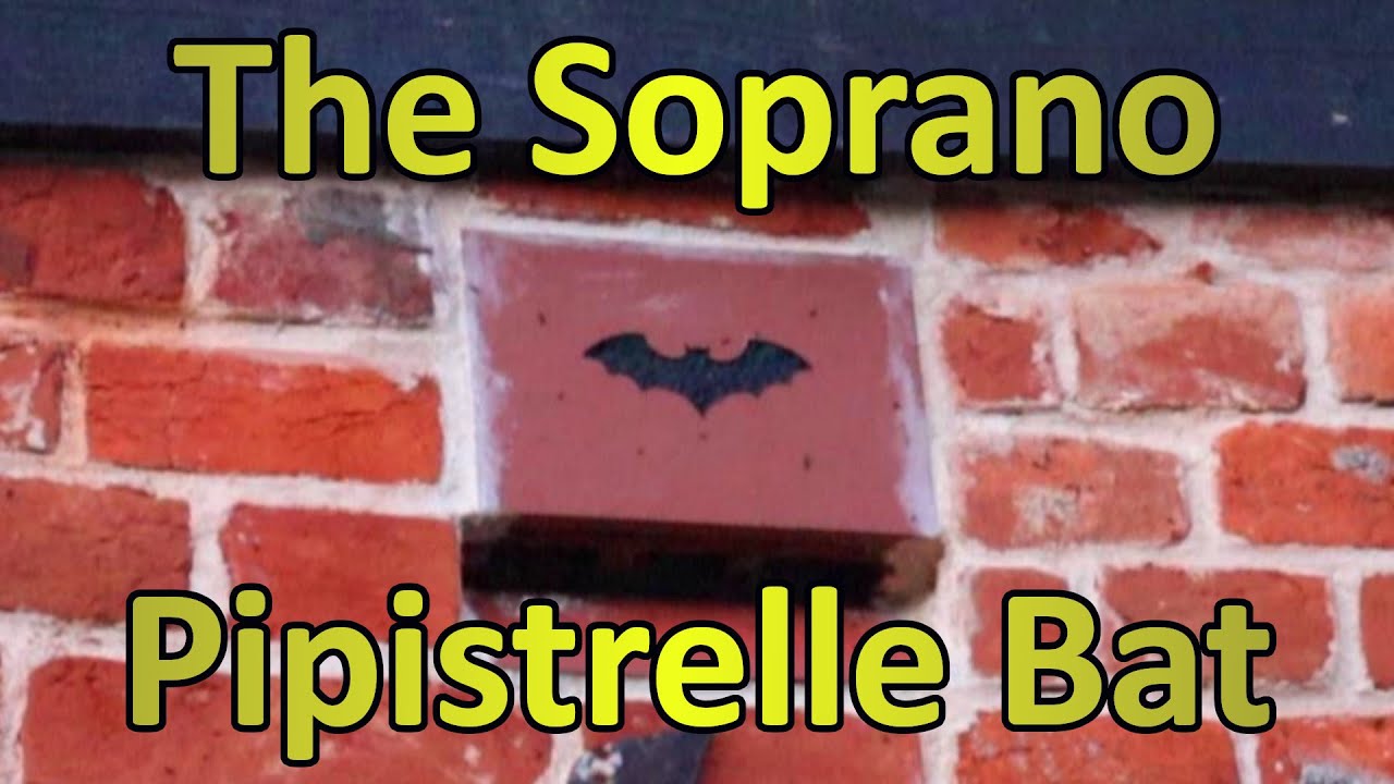 The Soprano Pipistrelle Bat - Viewing a Roost