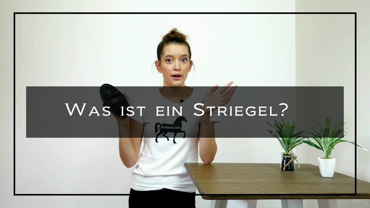 Was ist ein Striegel? – Dein Pferd richtig putzen und gleichzeitig deine Bürsten reinigen