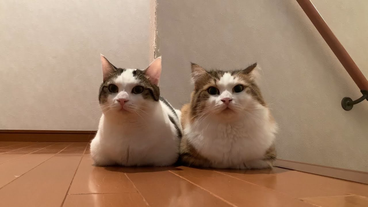 香箱座りしてるだけなのに可愛すぎる猫