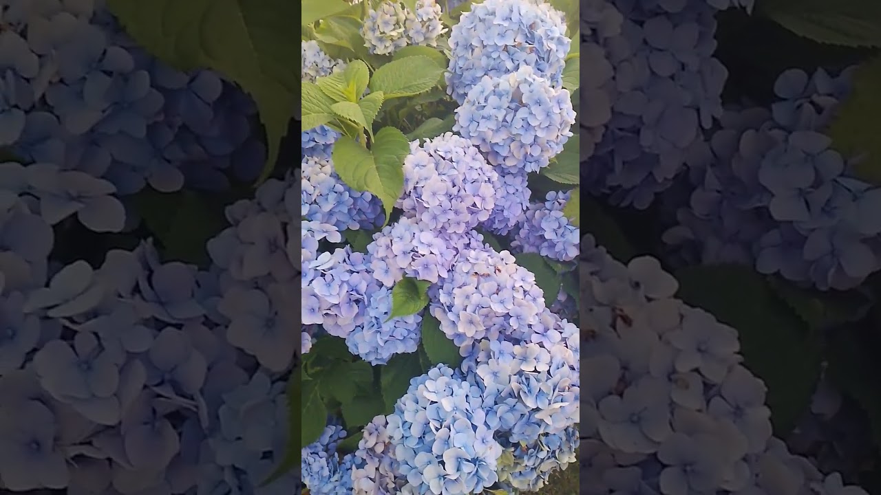 ТОЛЬКО ТАК САЖАЕМ КРУПНОЛИСТНЫЕ ГОРТЕНЗИИ‼️