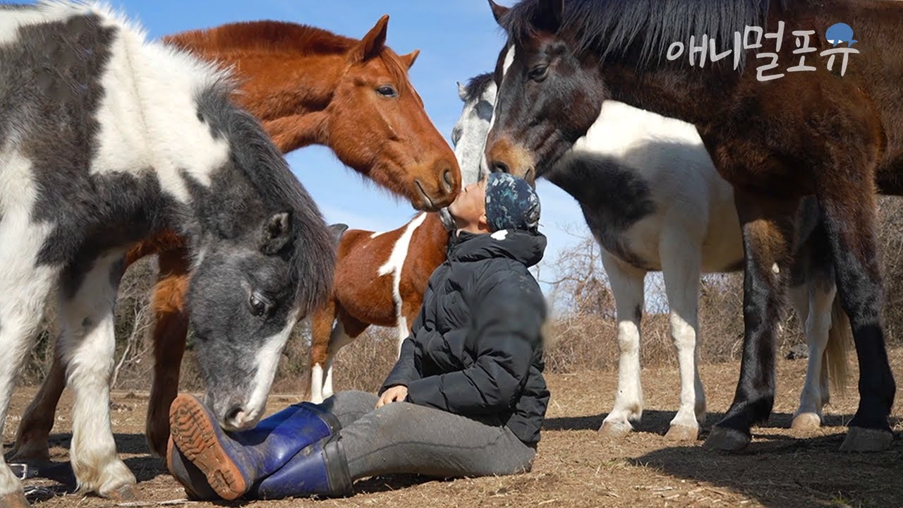 야생마들이 강아지처럼 따르는 남자?! 각자의 사연으로 모인 말들을 정성껏 보살피는 남훈 씨🐎 | KBS 다큐 온 230310 방송