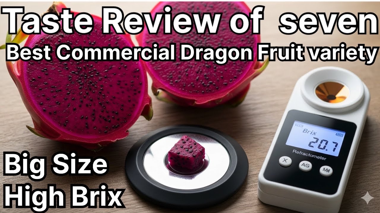 Taste Review of Best Commercial Farming Dragon Fruit Varieties || #dragonfruit #ytvideo #viralvideo 