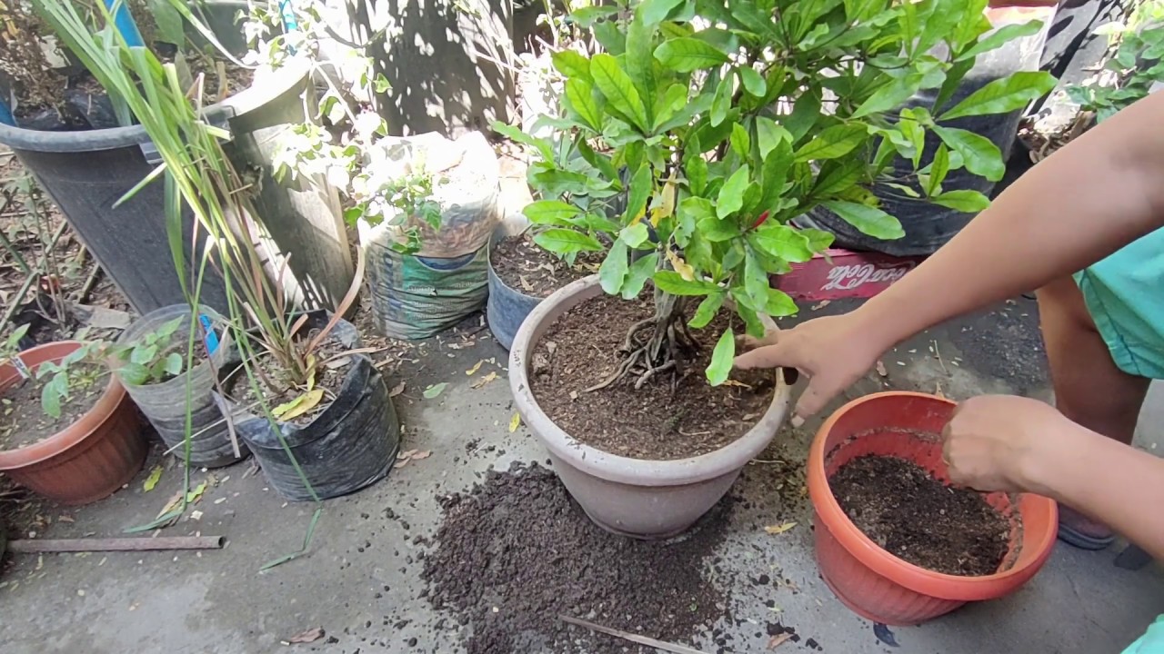 Miracle Fruit (Magic Fruit, Magic Berry) Pag aalaga at Paglilipat-tanim