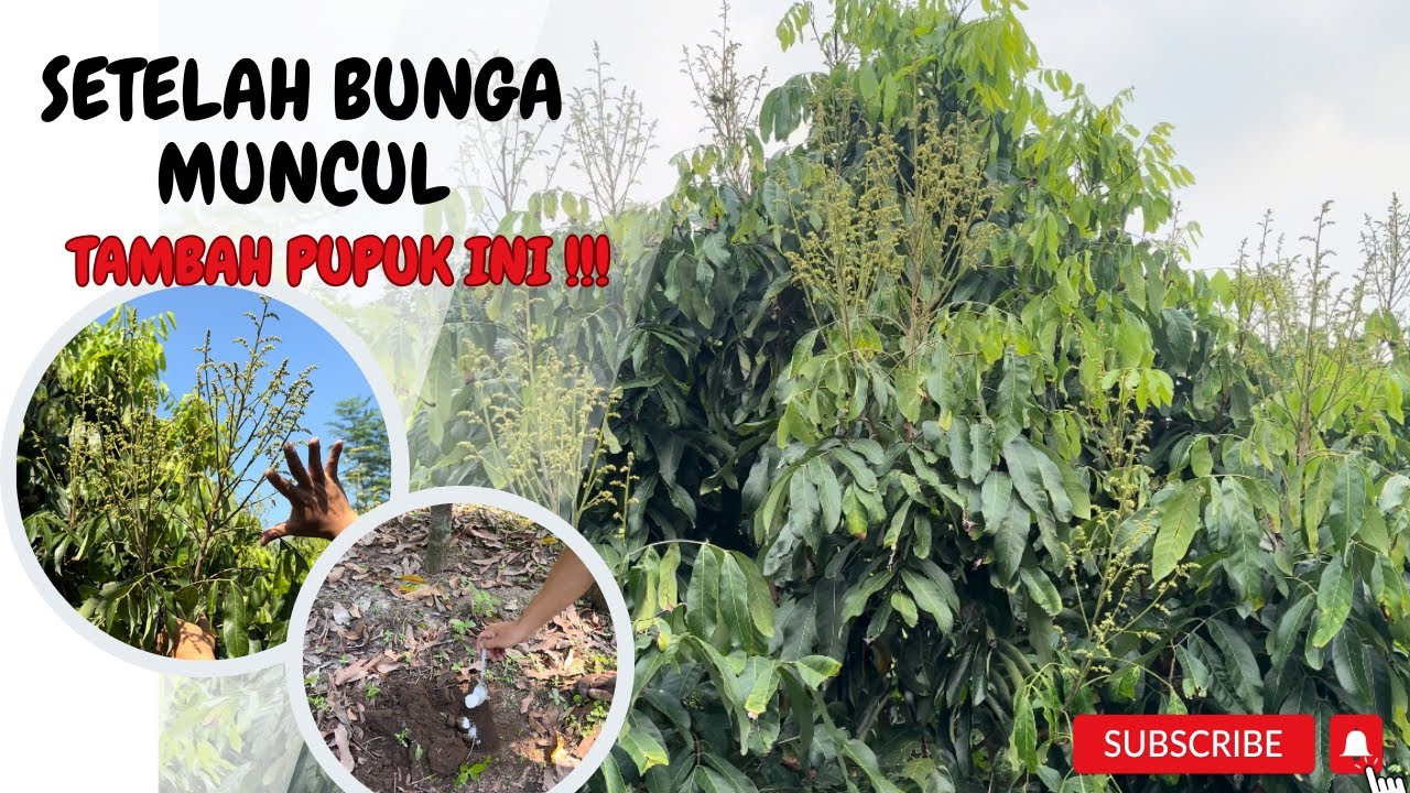 Pupuk kelengkeng yang sedang berbunga, Jenis pupuk dan cara aplikasi #petani #kelengkeng #pupuk
