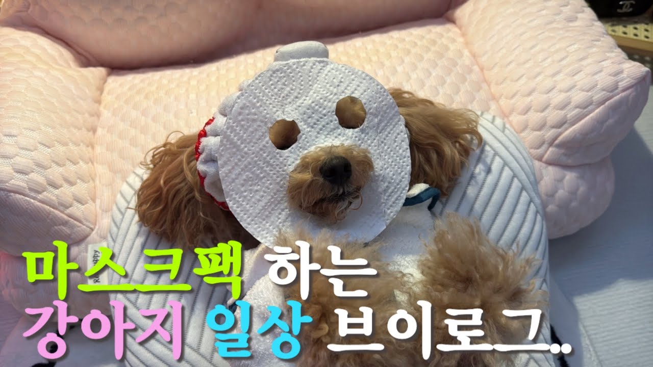 [앙쥬티븨로그 EP.184]마스크팩 하는 강아지 나야 나 #강아지유튜버 #강아지 #강아지브이로그 #반려견