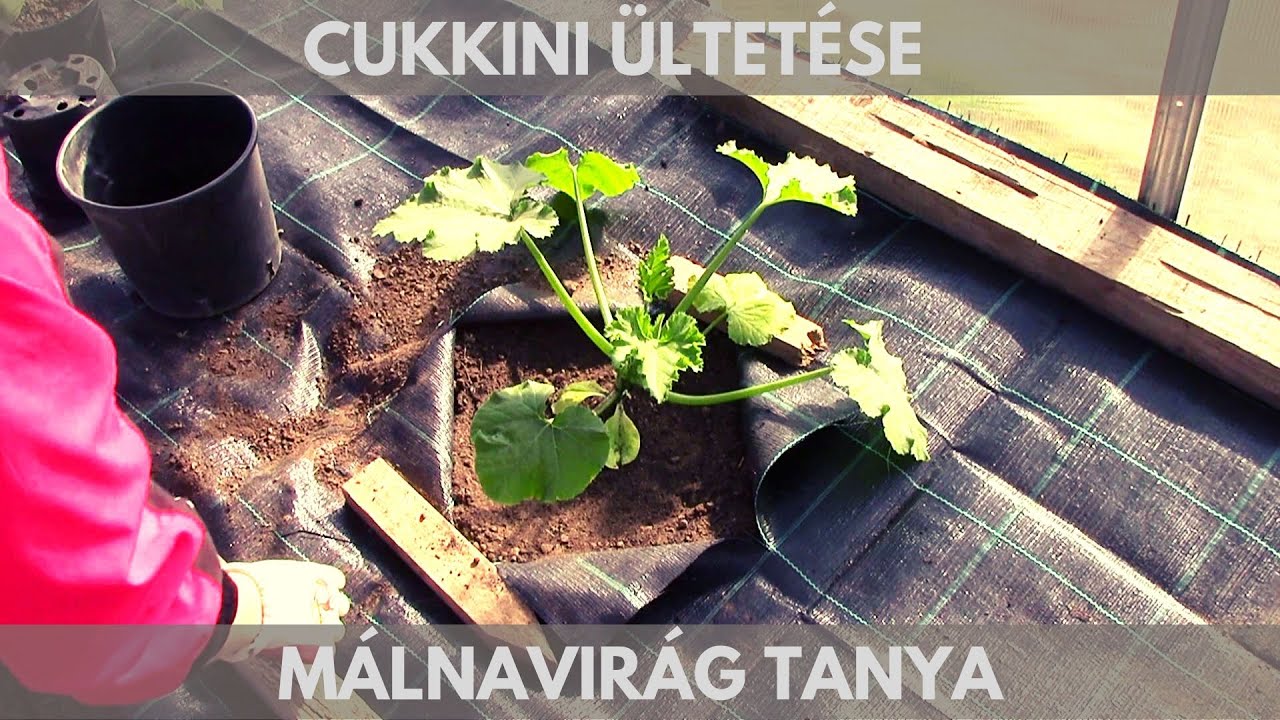 Cukkini ültetése