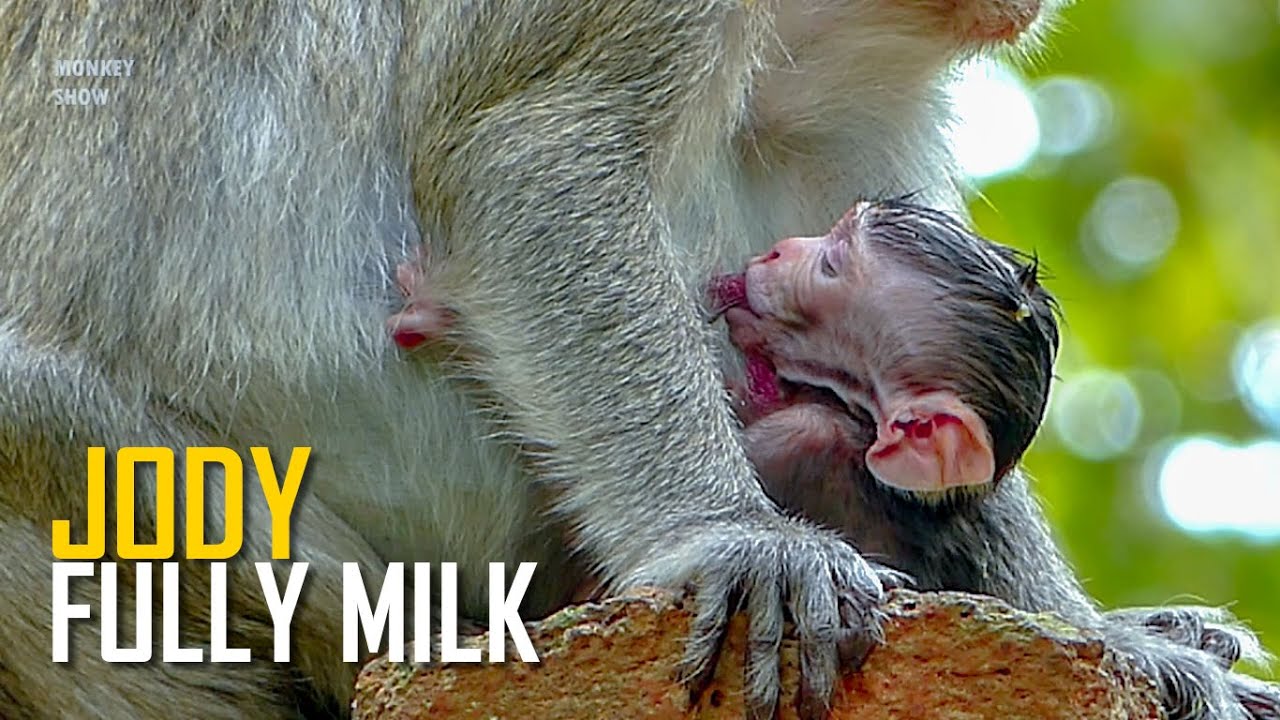 Great job Jane! Mum jane nursing fully belly for newborn baby monkey Jody