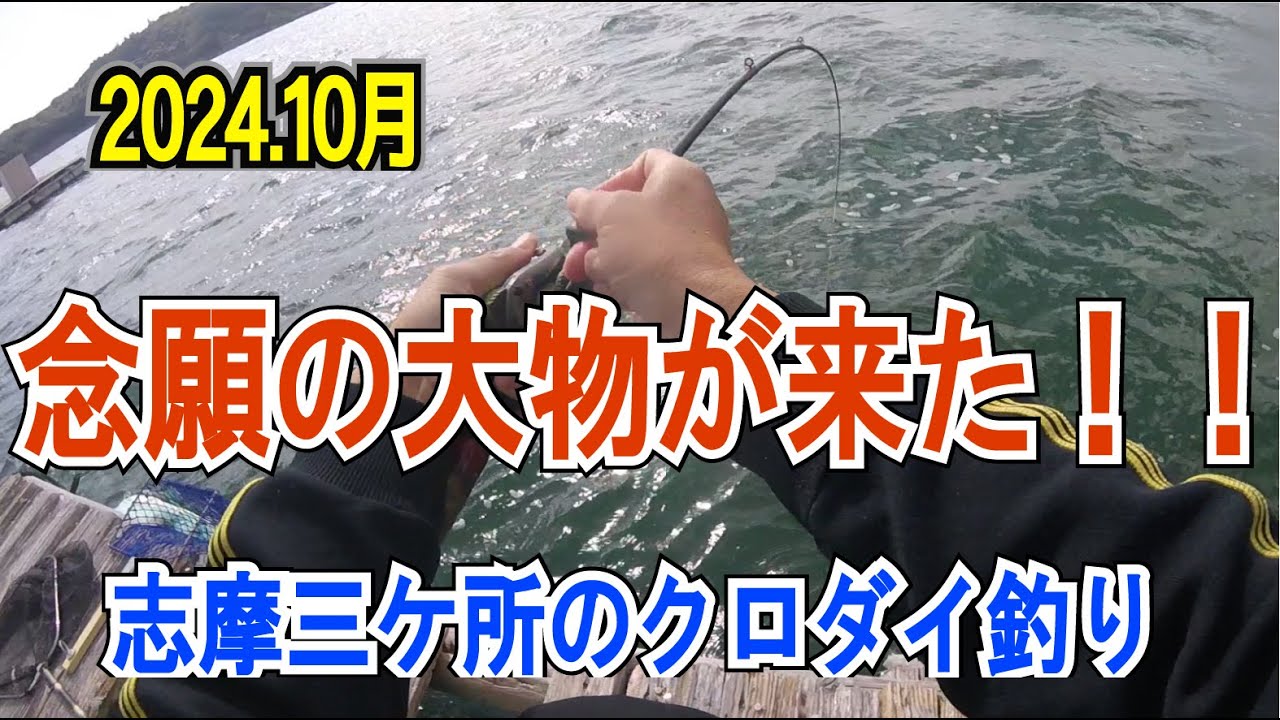 「巨大な高級魚」が釣れた！！秋チヌ（クロダイ）の筏・カセ釣りで大漁！！2024.10月（三重県志摩市磯部町三ヶ所的矢湾 / 有岡渡船）