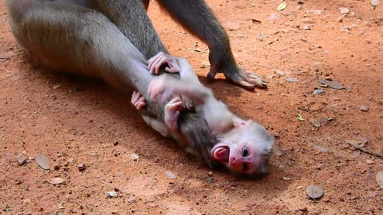 poor baby monkey Levy