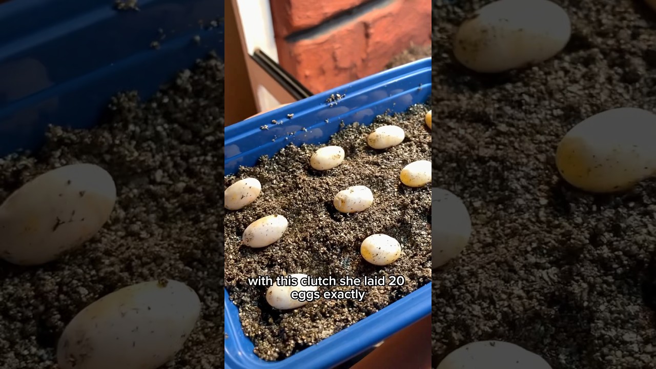 Bearded dragon eggs