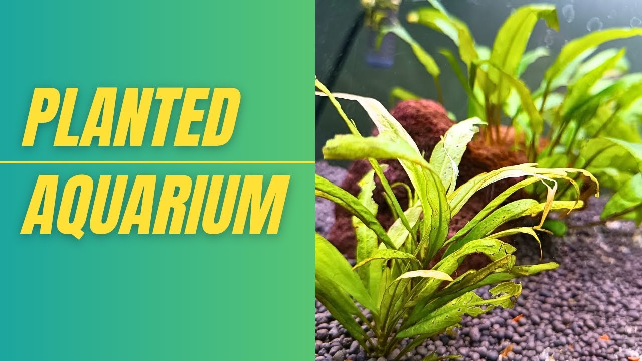 Planted Aquarium 🪸🐠🍀