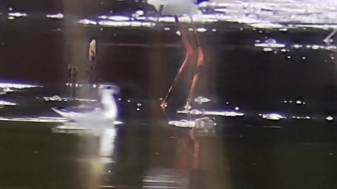 Falaropo picofino, Red-necked phalarope, Phalaropus lobatus