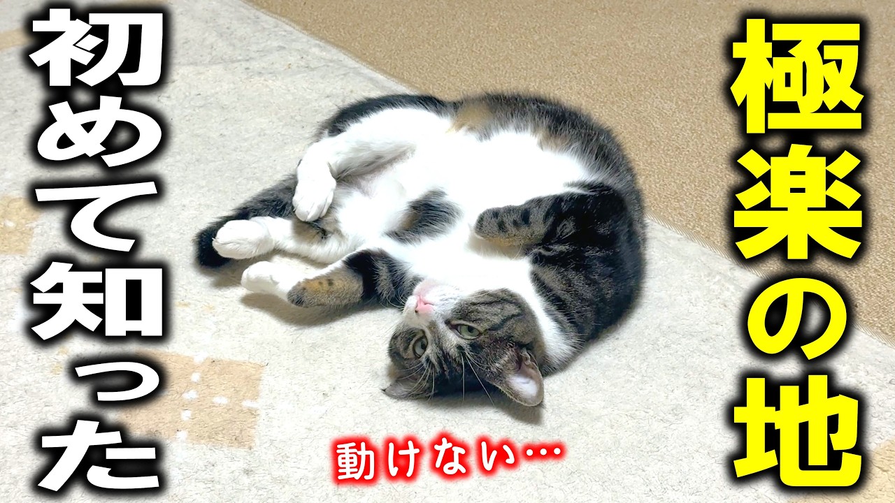 ホットカーペットの暖かさ知った猫の末路をご覧ください