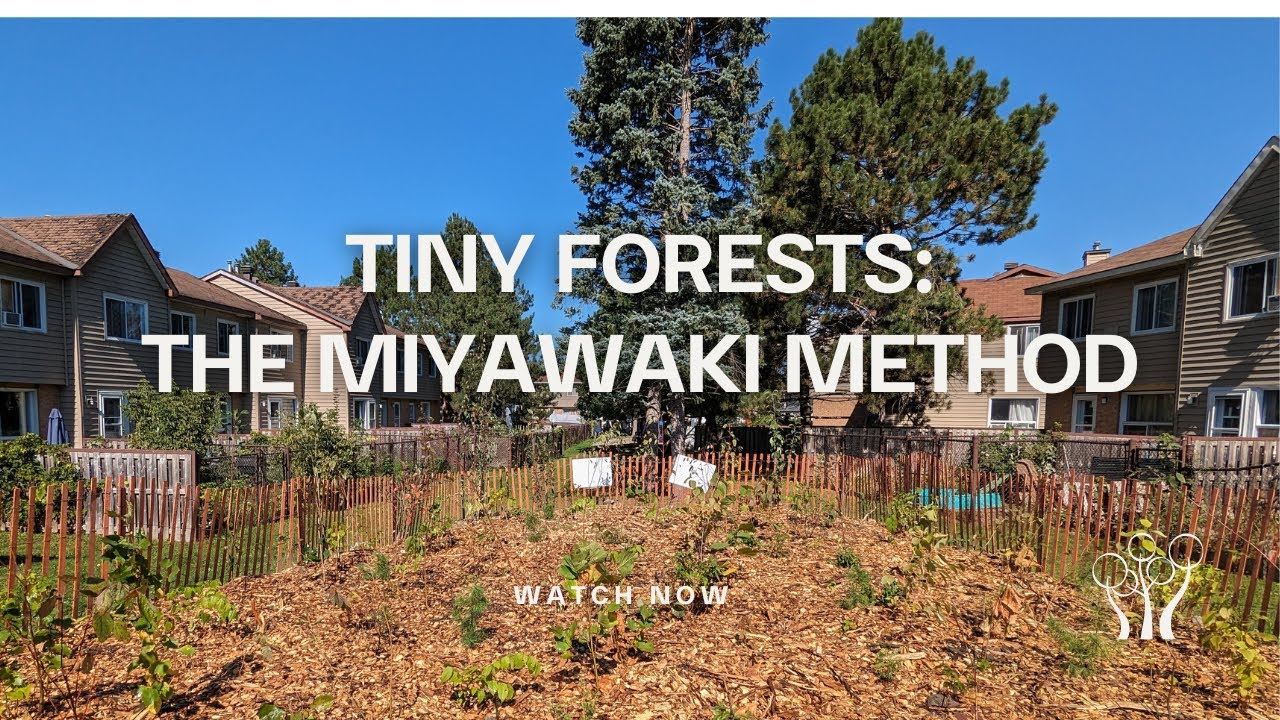 Forêt Capitale Forest presents Tiny Forests: The Miyawaki Method