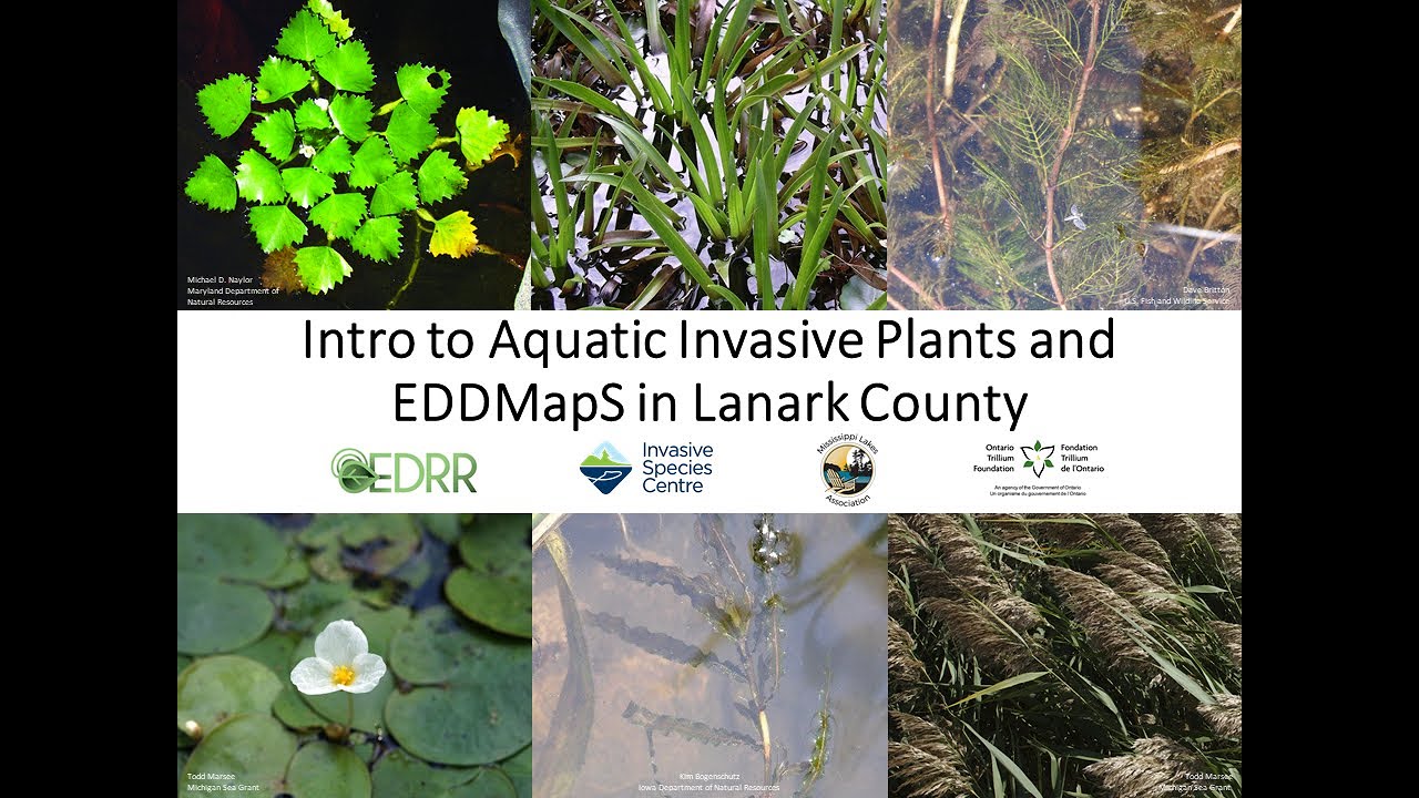 Intro to Aquatic Invasive Plants and EDDMapS in Lanark County